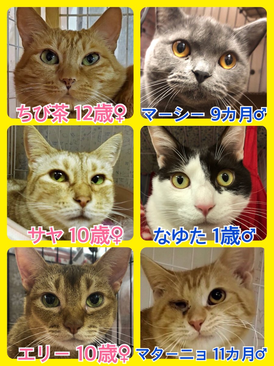 🐾今日の里親様募集中ニャンコ🐱メンバーです🐾2020,2,10